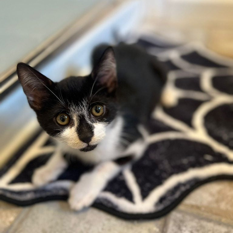 Black and white kitten on a patterned rug