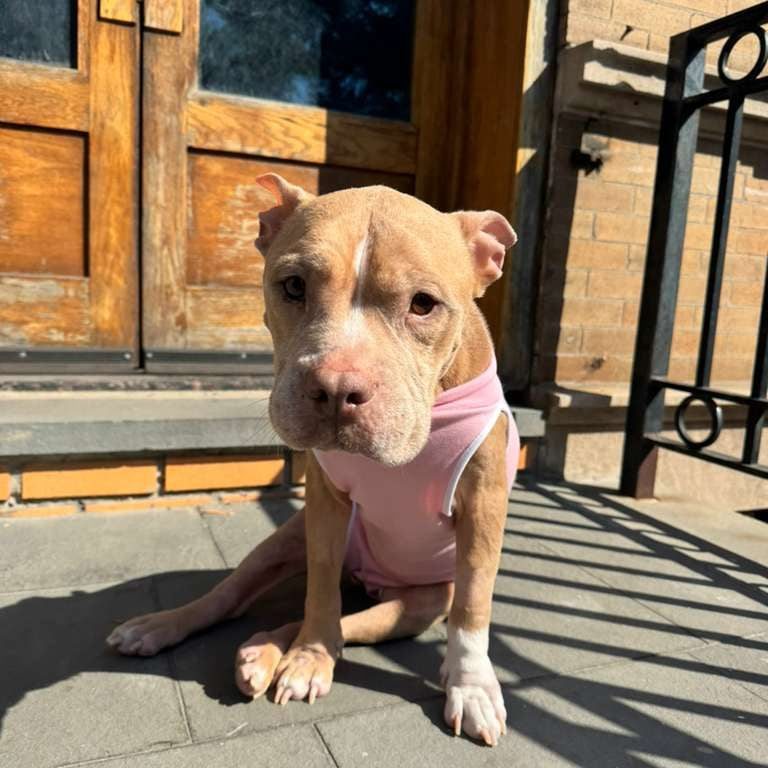 Sponsor Lola