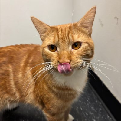 Sponsor Garfield