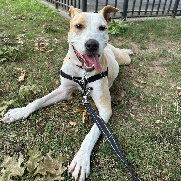 AMA General Donations