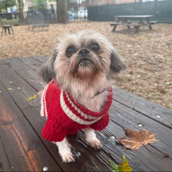 Small dog wearing a red sweater sitting on a wooden bench in an outdoor setting.